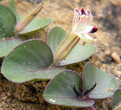 Andrographis serpyllifolia