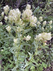 Castilleja septentrionalis