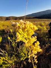 Leucadendron ericifolium