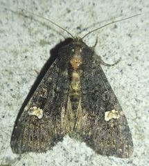 Melanchra