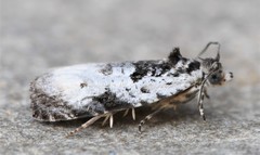 Olethreutes malana