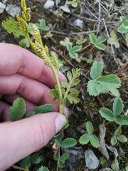 Botrychium alaskense