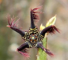 Caralluma