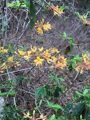 Rhododendron austrinum