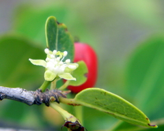 Erythroxylum monogynum