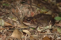Sclerophrys pardalis