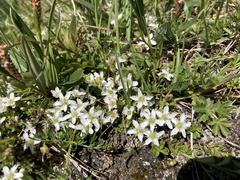 Arenaria ciliata