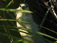 Nycticorax nycticorax