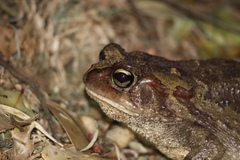 Sclerophrys pardalis