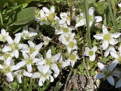 Arenaria ciliata
