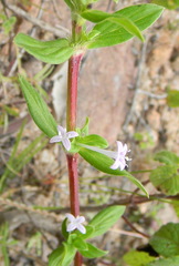 Spermacoce articularis