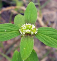 Spermacoce ocymoides