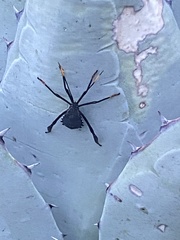 Acanthocephala thomasi