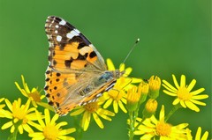 Vanessa cardui