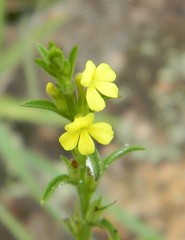 Striga asiatica