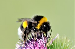 Bombus