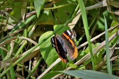 Vanessa atalanta