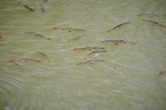 Scardinius erythrophthalmus