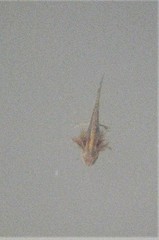 Pleurodelinae