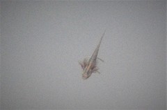 Pleurodelinae