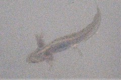Pleurodelinae