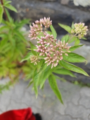 Eupatorium cannabinum