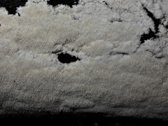 Dentipellicula leptodon