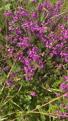 Erica cinerea