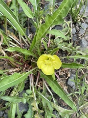 Oenothera flava