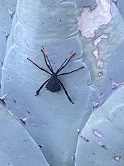 Acanthocephala thomasi