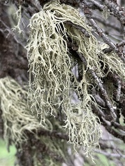Evernia divaricata