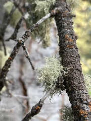 Usnea perplexans