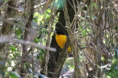 Ploceus bicolor bicolor