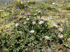 Erigeron alpinus alpinus