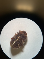 Calligrapha bidenticola