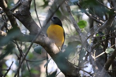 Ploceus bicolor bicolor