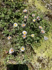 Erigeron alpinus alpinus