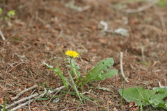 Taraxacum officinale