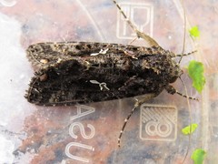 Ctenoplusia limbirena