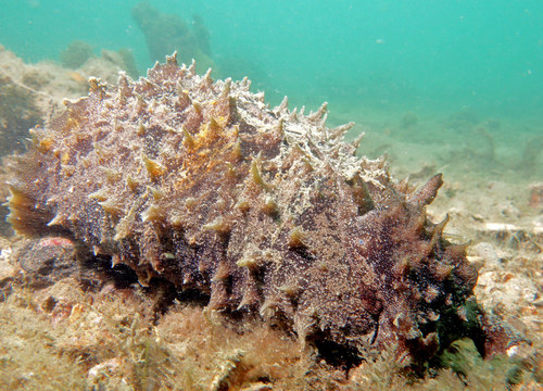 Blunt-end Seahare