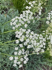 Ligusticum porteri