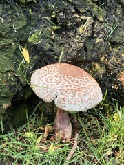 Leucoagaricus americanus