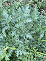 Ligusticum porteri