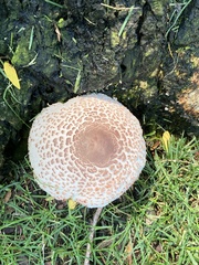 Leucoagaricus americanus