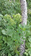 Thalictrum aquilegiifolium