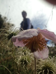 Clematis villosa