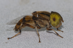 Eristalinus arvorum