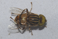 Eristalinus arvorum