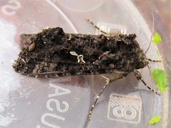 Ctenoplusia limbirena