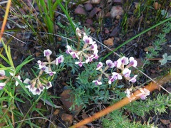 Lessertia pauciflora